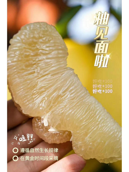 【当季限定】9.9元2颗 福建白心柚（甜多酸少，水分很足） 商品图1