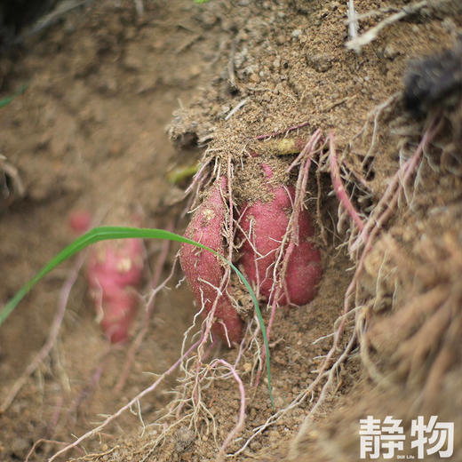板栗红薯｜海南 商品图2