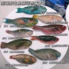 南海野生海鱼 商品缩略图1