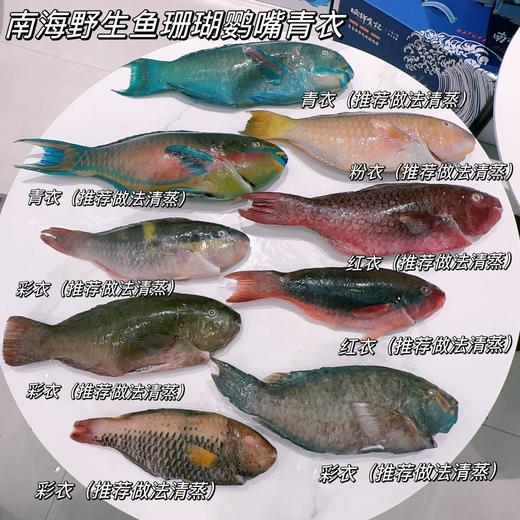 南海野生海鱼 商品图1