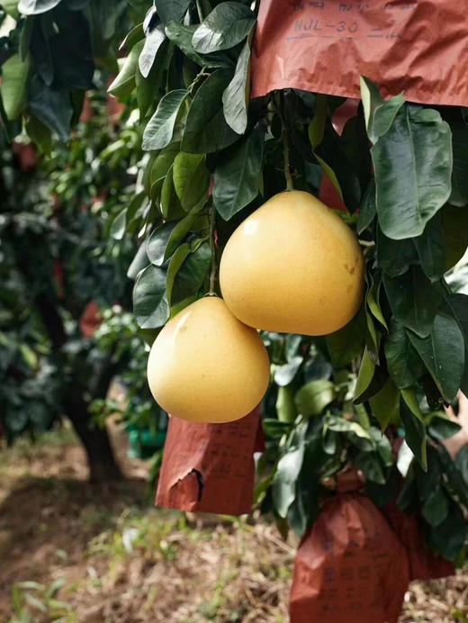 【当季限定】9.9元2颗 福建白心柚（甜多酸少，水分很足） 商品图2