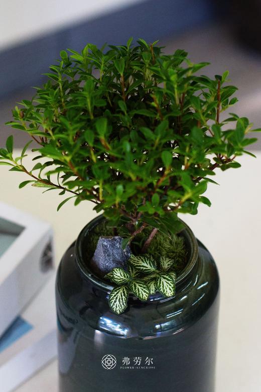 黄杨小盆栽 商品图2