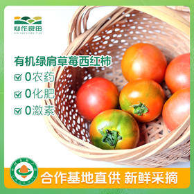有机绿肩草莓西红柿  发货时间7天