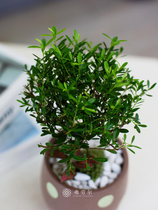 波点盆栽 商品图1