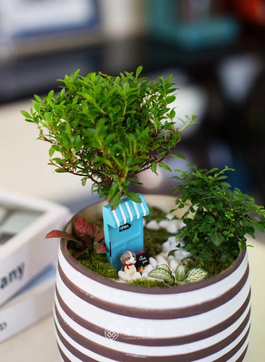 组合盆栽 商品图2