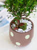波点盆栽 商品缩略图2