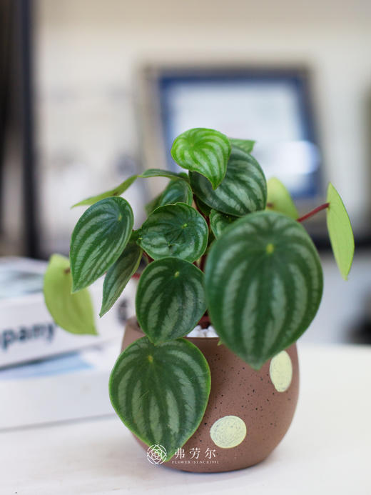 西瓜皮盆栽 商品图2