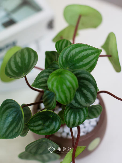 西瓜皮盆栽 商品图1