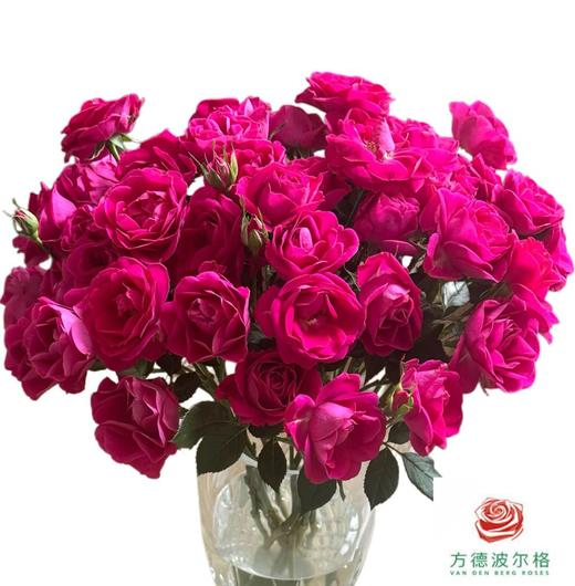 外购多头玫瑰-团甜 商品图0