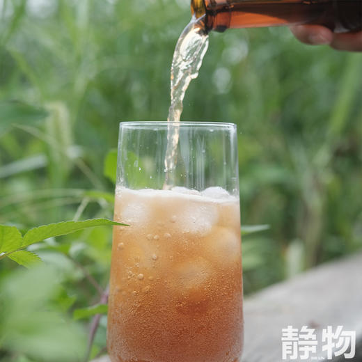 阿柑康普茶230ml｜丑美阿柑 商品图4
