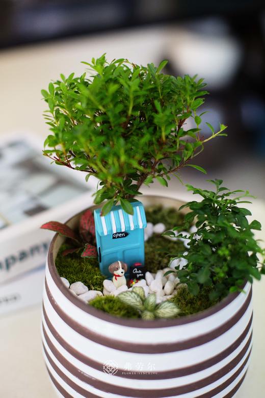 组合盆栽 商品图1