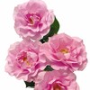 外购多头玫瑰-摩朵 商品缩略图1