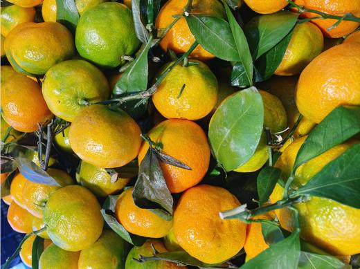 叶桔3斤 商品图1