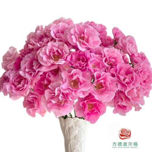 外购多头玫瑰-摩朵 商品图0