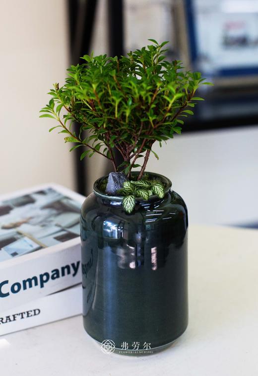 黄杨小盆栽 商品图1
