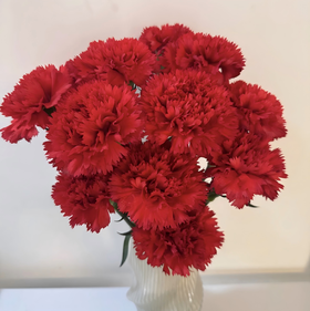 【次日达】单头红色康乃馨 （10支） 深爱与钦佩 众神之花