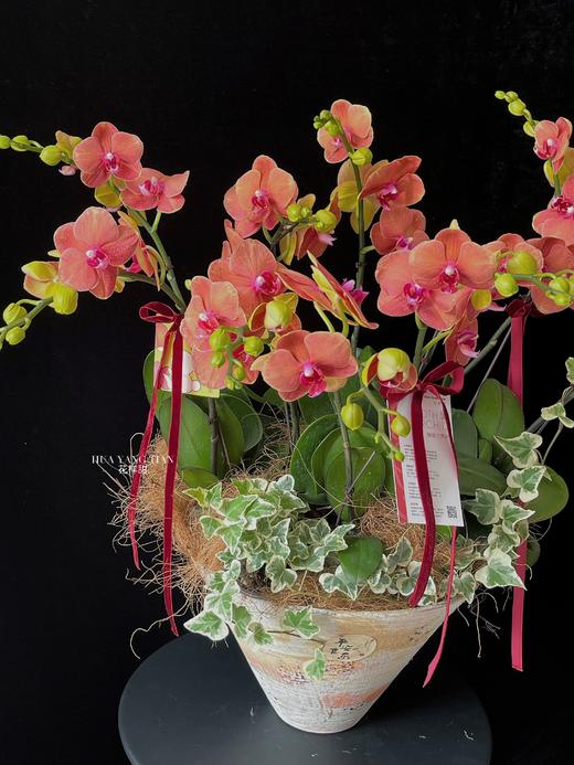 月满中秋·蝴蝶兰盆栽 商品图1