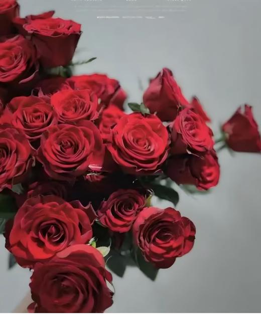 【次日达】高原红玫瑰（10支）丝绒质感 鲜艳夺目 商品图1
