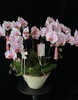 幸福圆满·蝴蝶兰盆栽 商品缩略图0