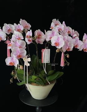 幸福圆满·蝴蝶兰盆栽