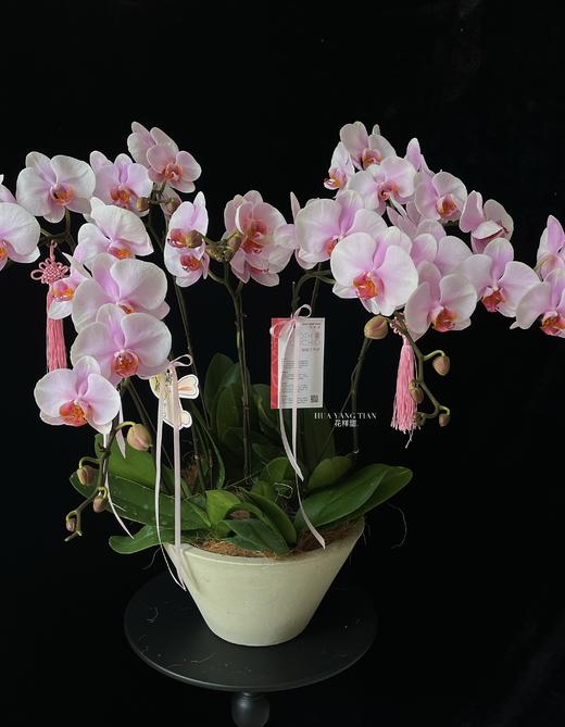 幸福圆满·蝴蝶兰盆栽 商品图0