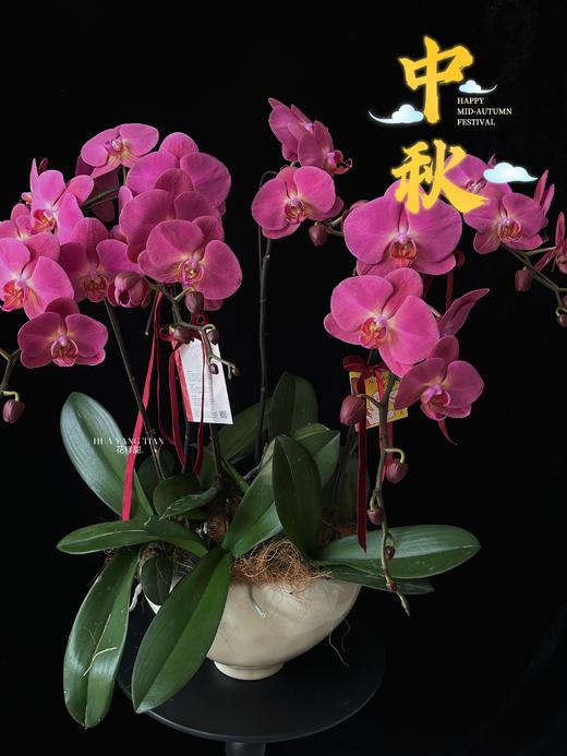 花好月圆·蝴蝶兰盆栽 商品图0