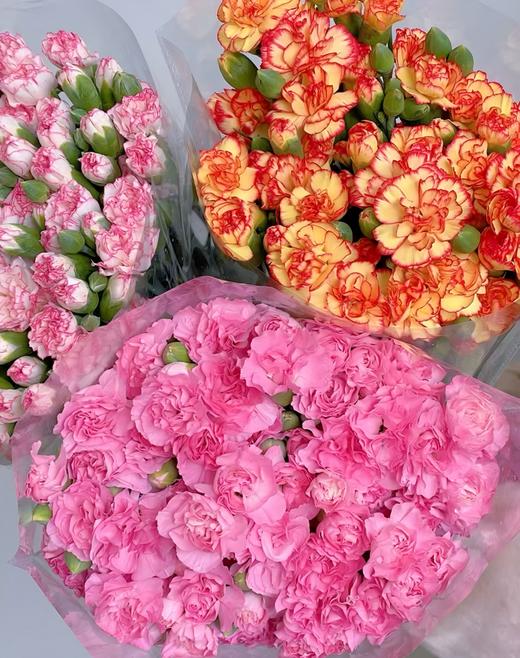 【次日达】多头康乃馨（1把）体态玲珑  斑谰雅洁 商品图0