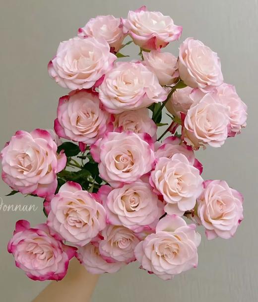 【次日达】折射多头玫瑰（5支）清新与甜美 装点生活仪式感 商品图0