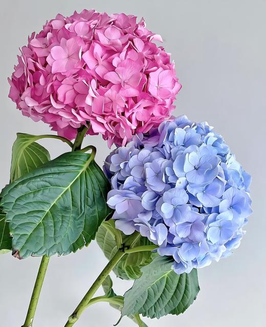 【次日达】绣球（1枝） 芳香袭人 花繁色紫 商品图0