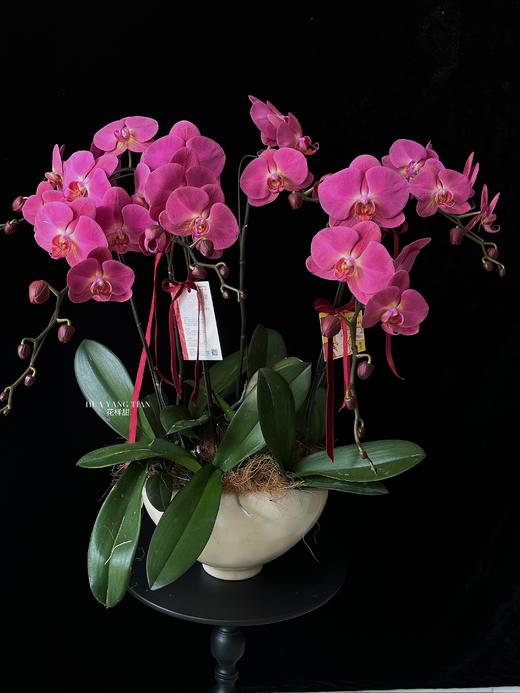 花好月圆·蝴蝶兰盆栽 商品图1