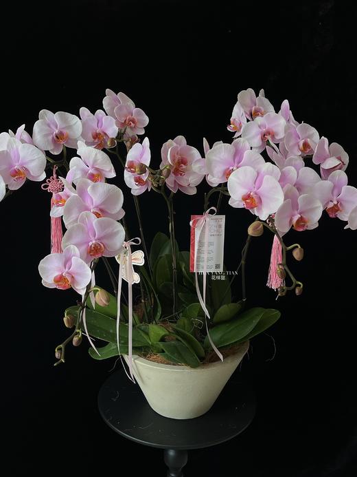 幸福圆满·蝴蝶兰盆栽 商品图1