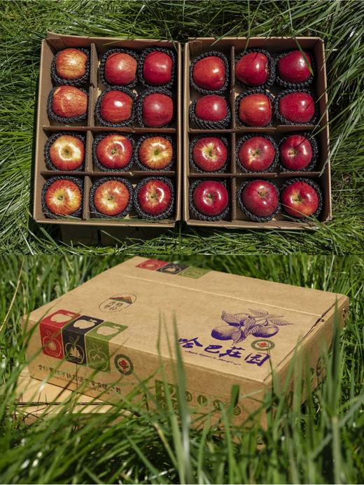 香格里拉丹霞苹果礼盒 （快递发货） 商品图1