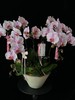 幸福圆满·蝴蝶兰盆栽 商品缩略图2