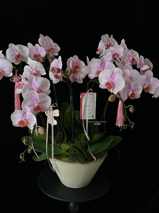 幸福圆满·蝴蝶兰盆栽 商品图2