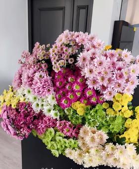 【次日达】各色小雏菊（5支随意组合） 隐藏的爱 点缀首选