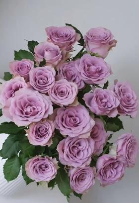 【次日达】紫霞玫瑰（10支）端庄大方的复古风情
