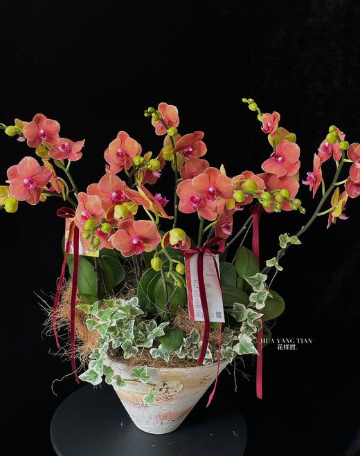 月满中秋·蝴蝶兰盆栽 商品图0