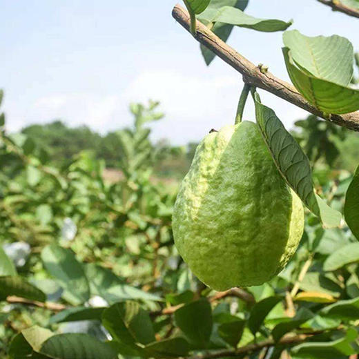 奶油白心芭乐 商品图1