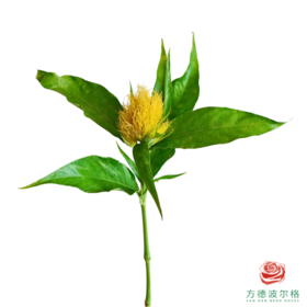 白金羽 5枝一扎