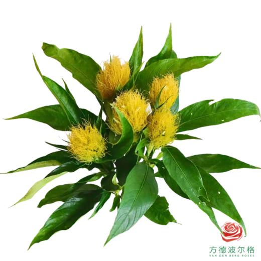 白金羽 5枝一扎 商品图1