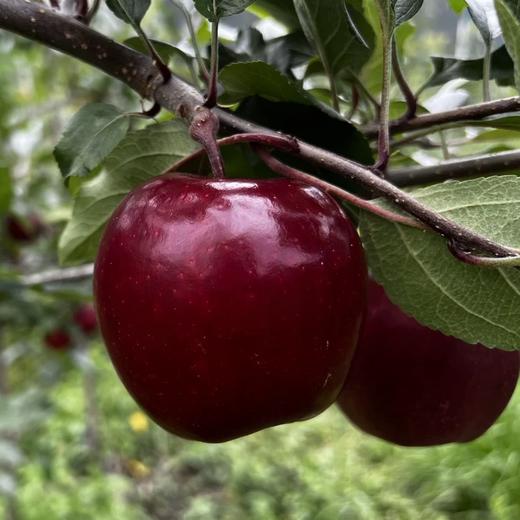 香格里拉丹霞苹果礼盒 （快递发货） 商品图4