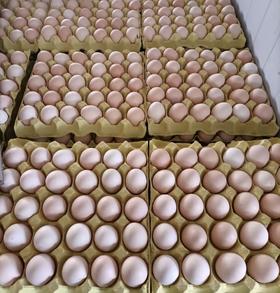 新鲜鸡蛋30枚/板【GY】