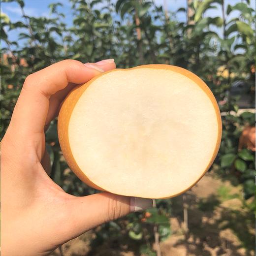  【秋月梨】酥脆爽口 冰糖甜无渣 皮薄肉厚 新鲜水果！ 商品图4