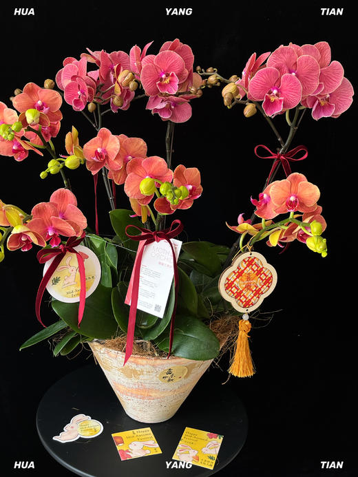 平安喜乐·蝴蝶兰盆栽 商品图3