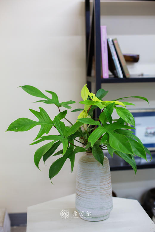 幽灵飞机 商品图0