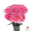 单头康乃馨-奥拉元宝 10枝1扎 商品缩略图1