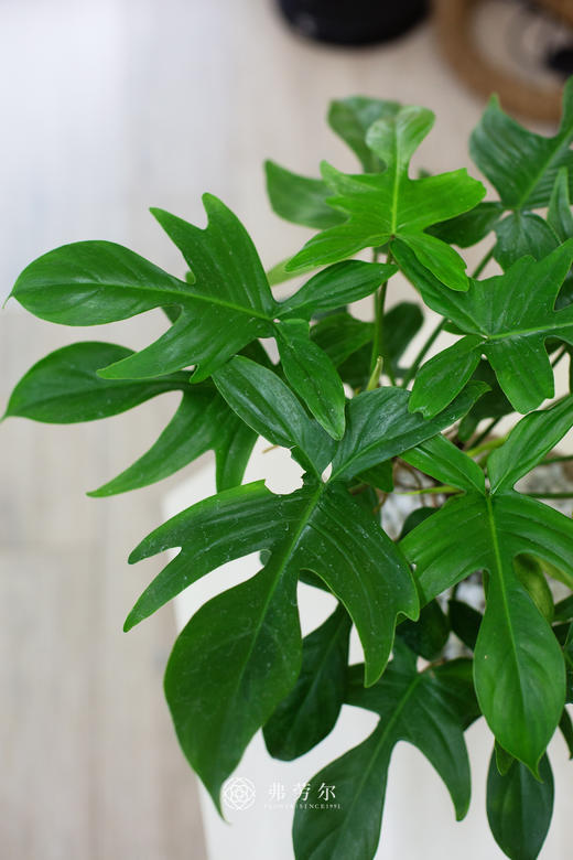 幽灵飞机 商品图1