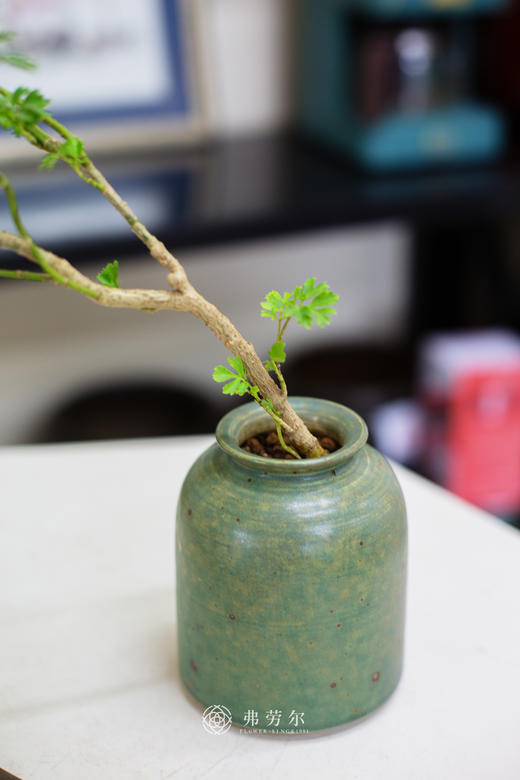 芹叶福禄桐 商品图1