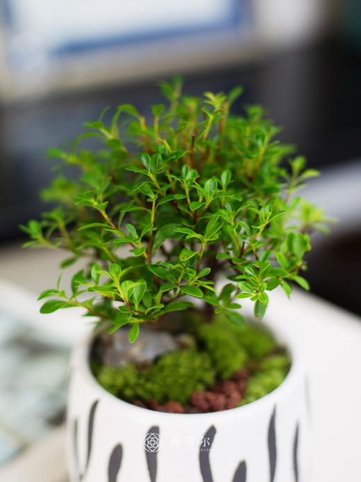 黄杨小盆栽 商品图1