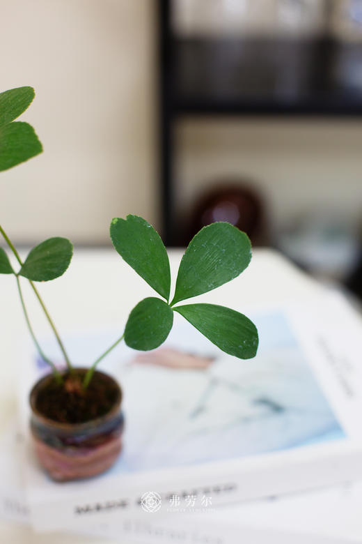 墨西哥铁树 商品图1